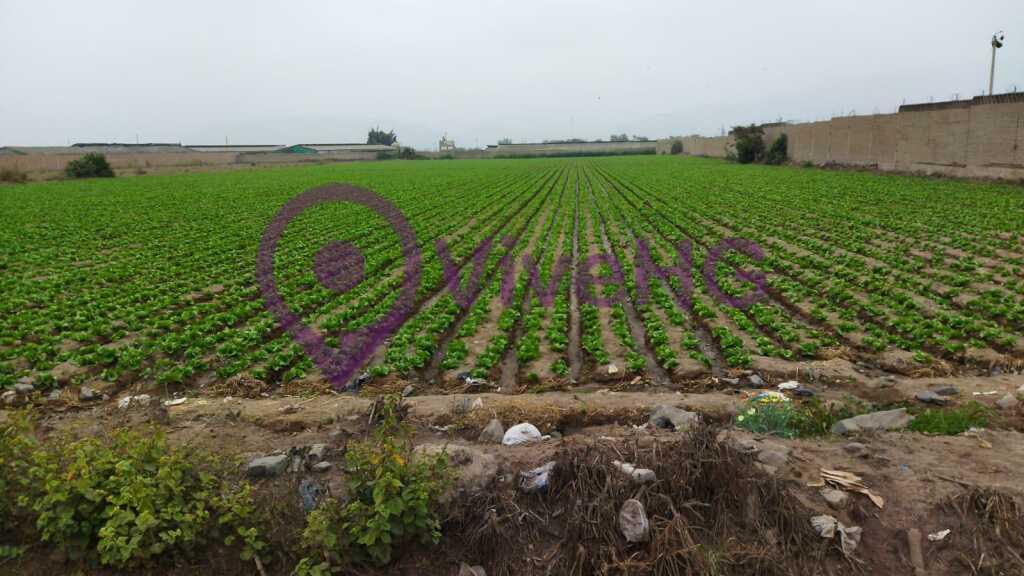 Terreno Agricola en Aucallama Huaral, foto 1