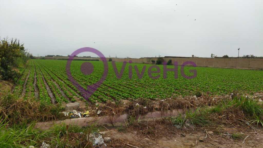 Terreno Agricola en Aucallama Huaral, foto 2