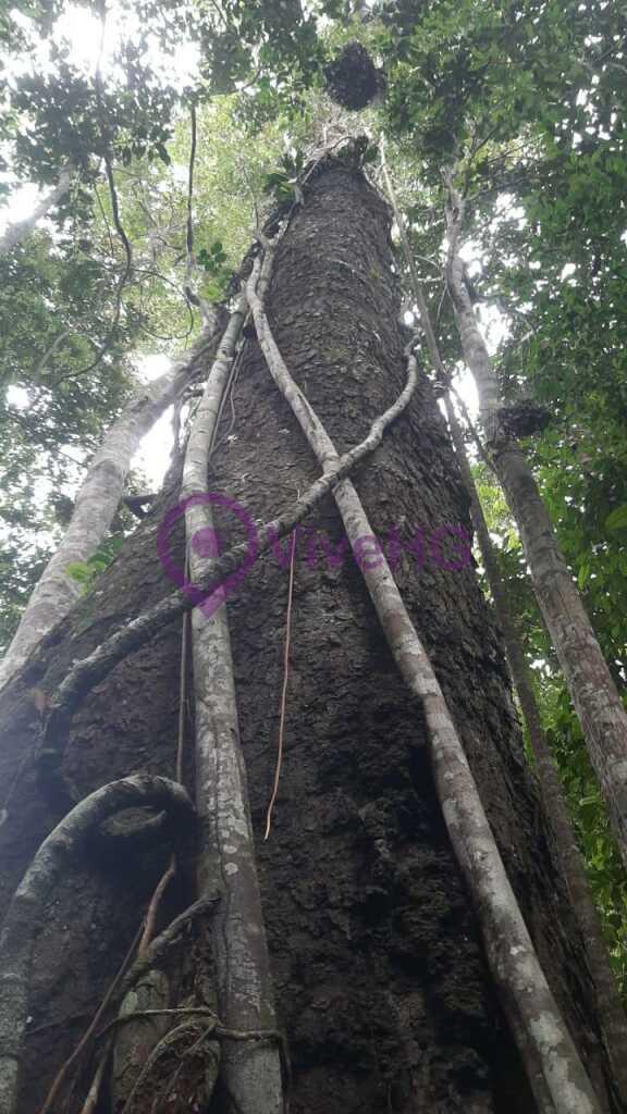 Venta de Terreno en Iquitos – Loreto, foto 1
