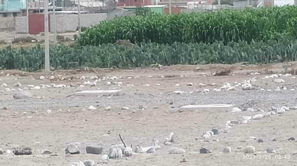 🏞️🌟 ¡REMATE de Últimos Lotes en Leguía, Tacna! a solo 10 minutos del centro cívico! 🌟🌳, foto 5