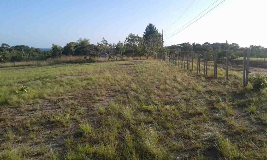 TERRENO DE PLAYA, foto 2
