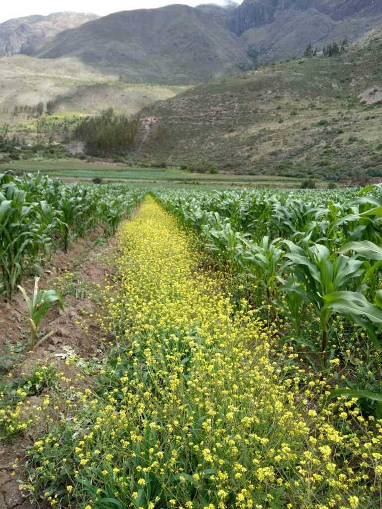 SE VENDE TERRENO, foto 1