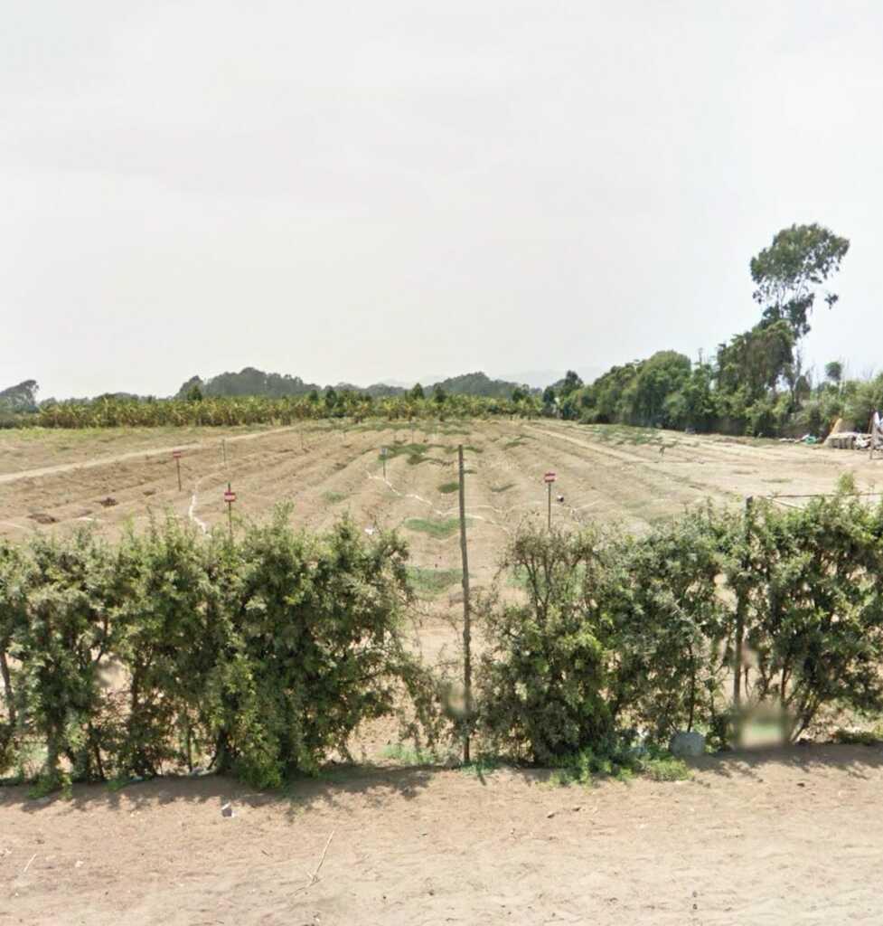 VENTA DE TERRENO EN BUJAMA Y SALITRE – MALA – CAÑETE., foto 3
