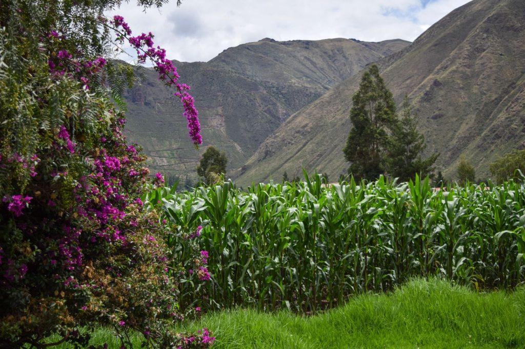 🏡🏡HERMOSO TERRENO EN VENTA CALCA VALLE SAGRADO DE LOS INCAS 🏡CUSCO, foto 3