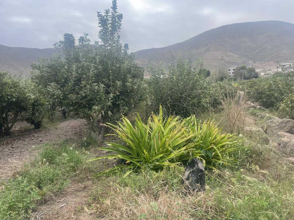 VENTA DE TERRENO EN MALA – SAN ANTONIO