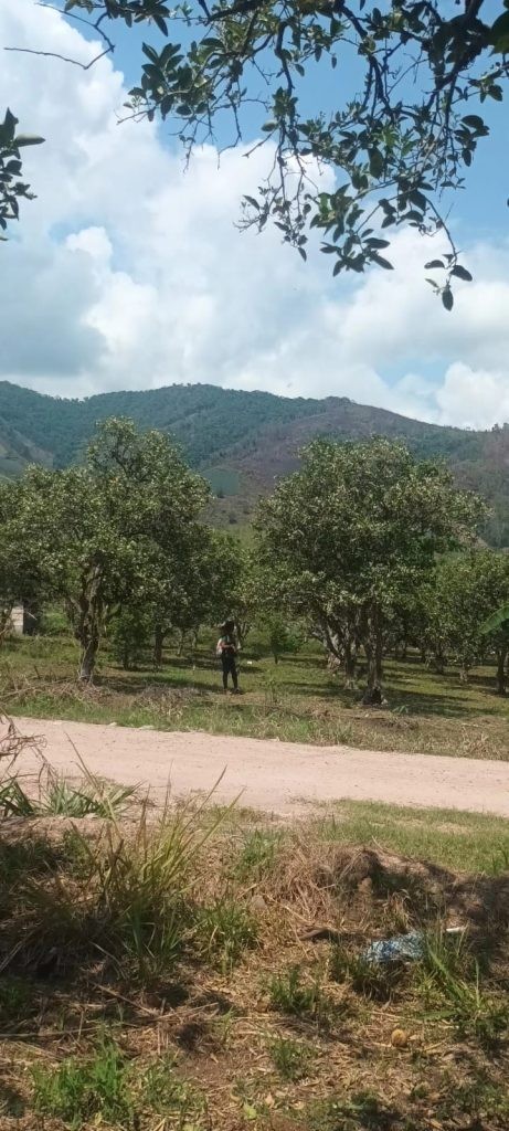 VENTA DE LOTES EN MAZAMARI EN LA URBANIZACION LOS ALAMOS II